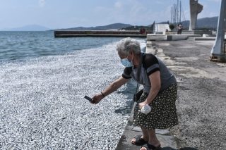 Βολιώτισσα φωτογραφίζει το αποτρόπαιο σκηνικό με τα χιλιάδες νεκρά ψάρια που ξεβράζονται στην ακτή